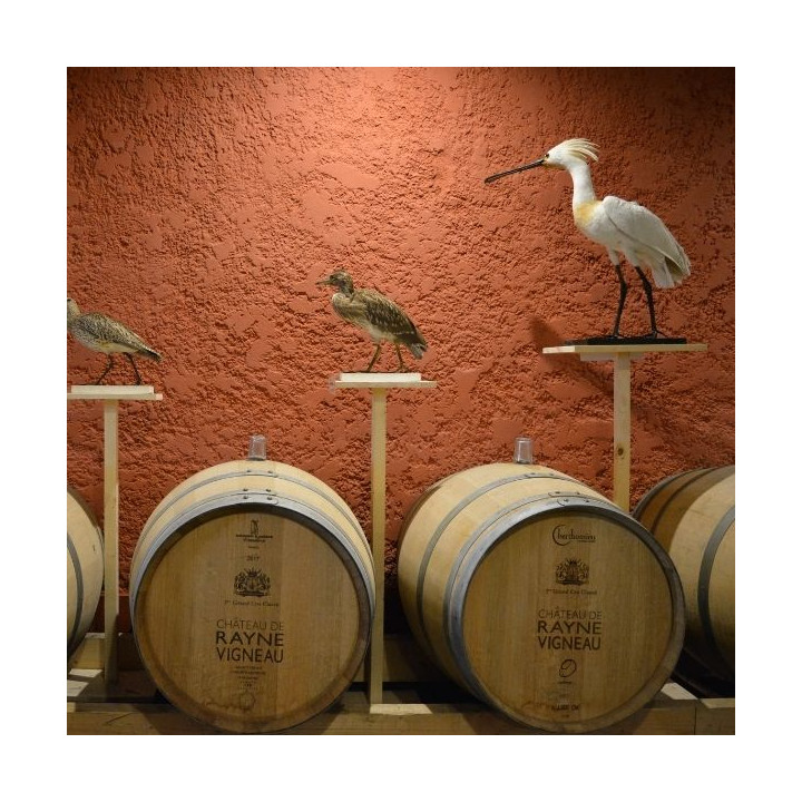 Visite "Les secrets de Rayne Vigneau"