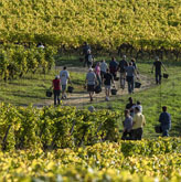 Focus sur les vendanges du Sec de Rayne Vigneau 2018